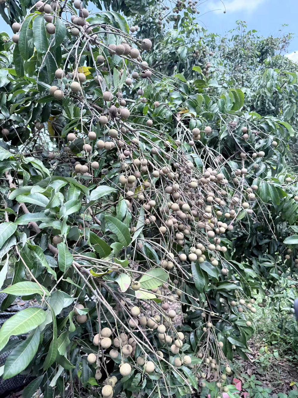 微信图片_20250814162829_14.jpg 微信图片_20250814162829_14.jpg